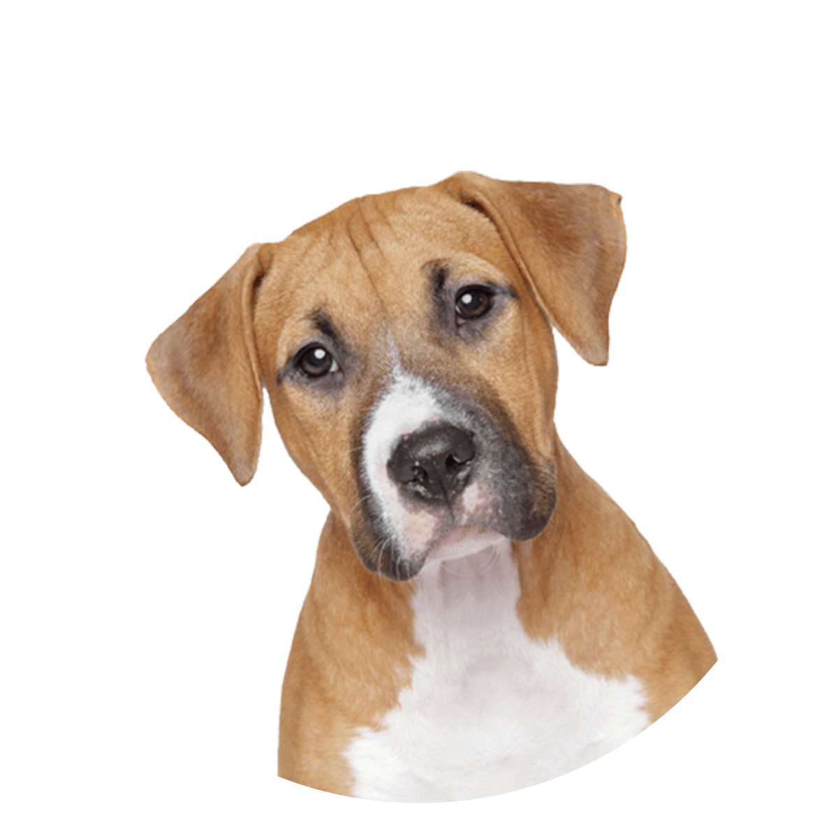 Apawtiser • Hypoallergenic Dog Treats in Worksop, Sheffield