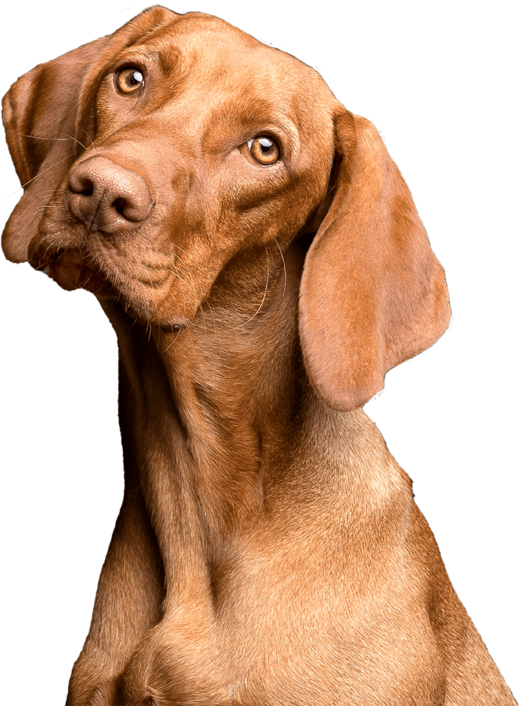 Apawtiser • Handmade, Hypoallergenic Dog Treats in Worksop